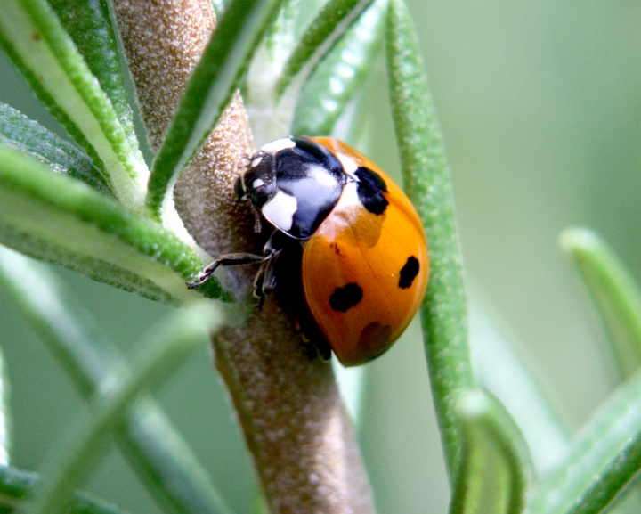 Coccinella al rosmarino di giancaf