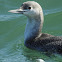 Red-throated Loon