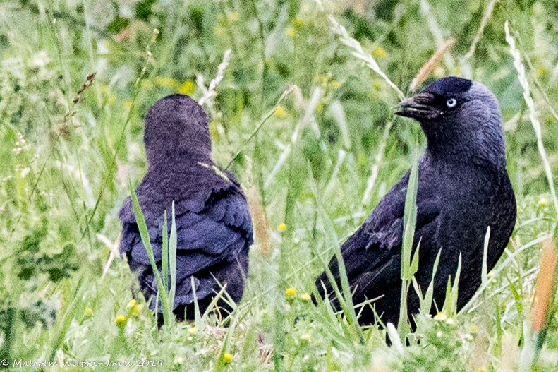 Jackdaw