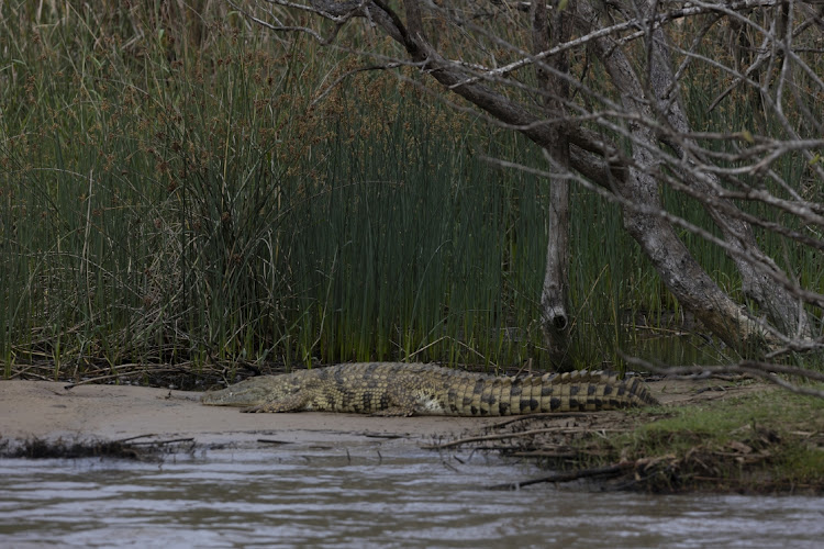 A crocodile resting at Lake St Lucia in northern KwaZulu-Natal.