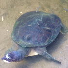 Florida Softshell Turtle