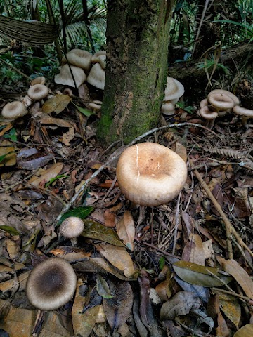 Bukit Kutu Big Mushrooms