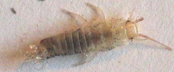 INSECTES45