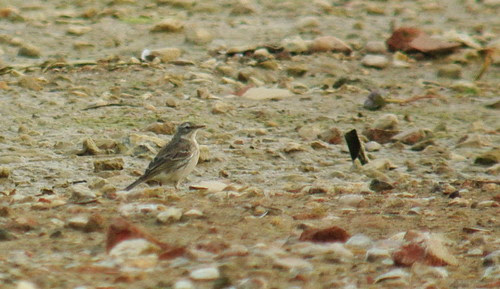 Water Pipit at Meadow Lane GP