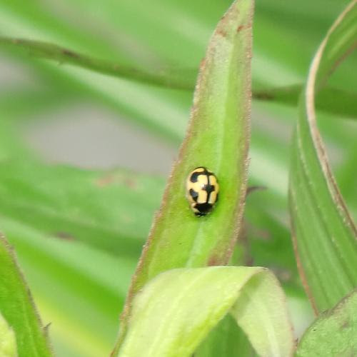 むしq 昆虫図鑑 テントウムシ科 カブトムシ亜目