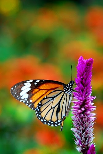 Vang Vieng Butterfly