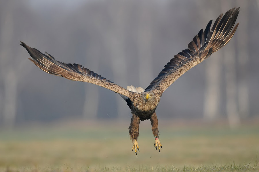 nature photography
