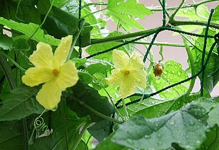 ゴーヤ 雌花がつかない理由は
