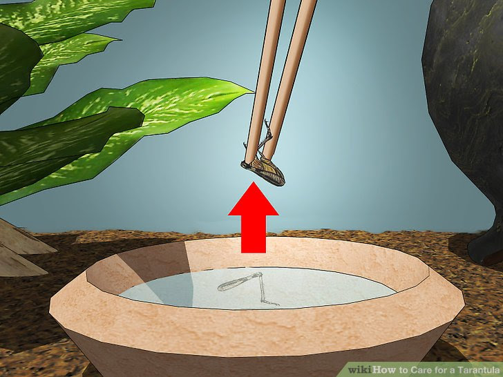 Care for a Tarantula Step 15.jpg