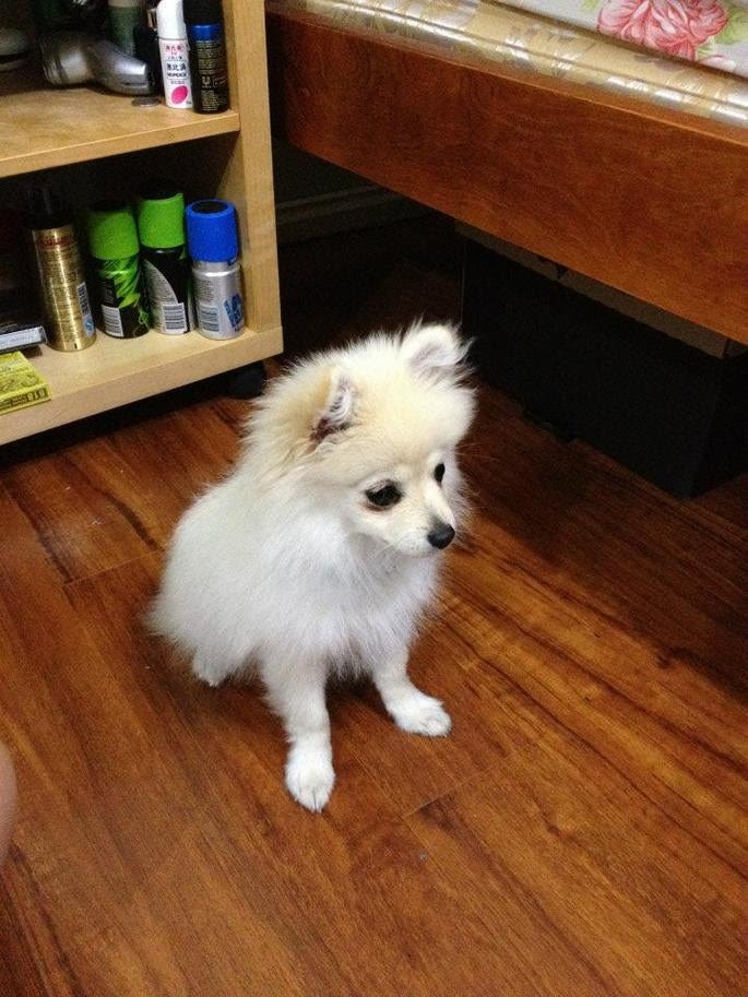 month old pomeranian pup still isn't potty trained.. HELP.. GETTING ...