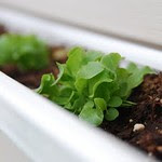 Rain Gutter Lettuce