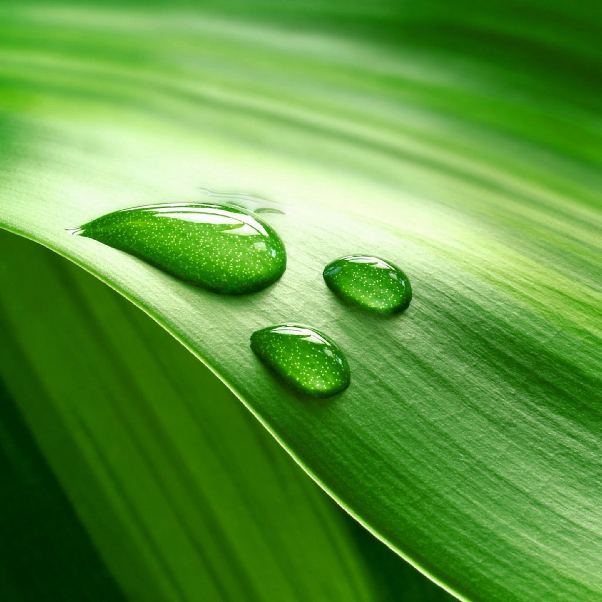 Ipad植物绿色壁纸 Ipad植物绿色壁纸下载