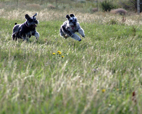 The dogs got hops