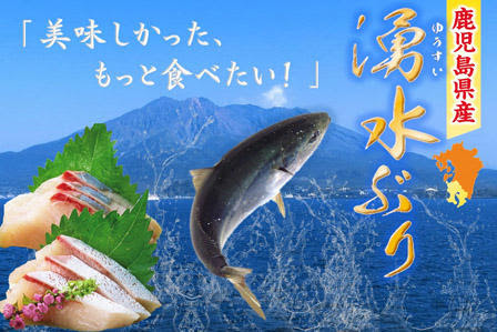 吉川水産株式会社 こだわりの品 鹿児島県産 湧水ぶり