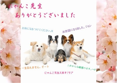 卒園メッセージカード テンプレート 無料 メッセージカード 卒業 卒園 手作り 無料 デザイン フォトフレーム 枠 まとめ 春の花 カモミール 桜 チューリップ 忘れな草 先生へのメッセージカード 手作りカード 寄せ書き アルバム 風 フリーダウンロードアイデア 入学