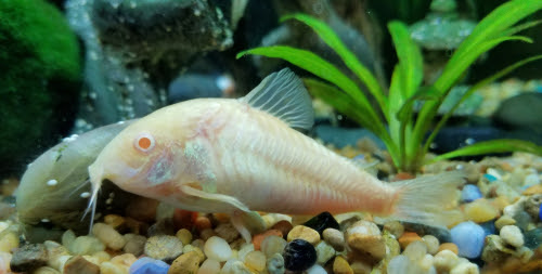 コリドラスアルビノの病気 対策方法について 熱帯魚 淡水魚 海水魚の図鑑