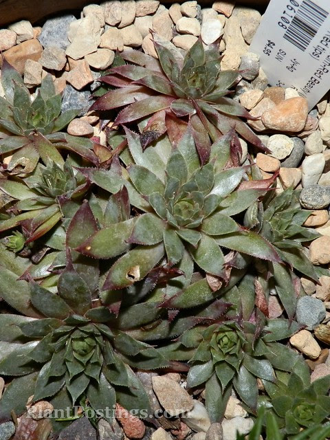 sempervivum