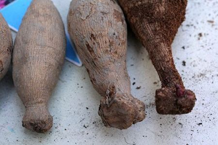 ダリアの球根植付け ばら中毒患者の病室へ 楽天ブログ