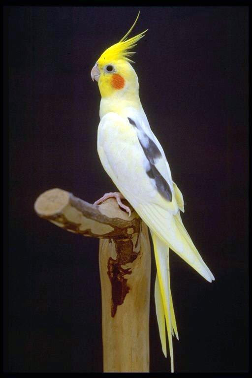 free downloading pics of animal cockatiel 