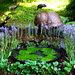 Chelsea Flower Show