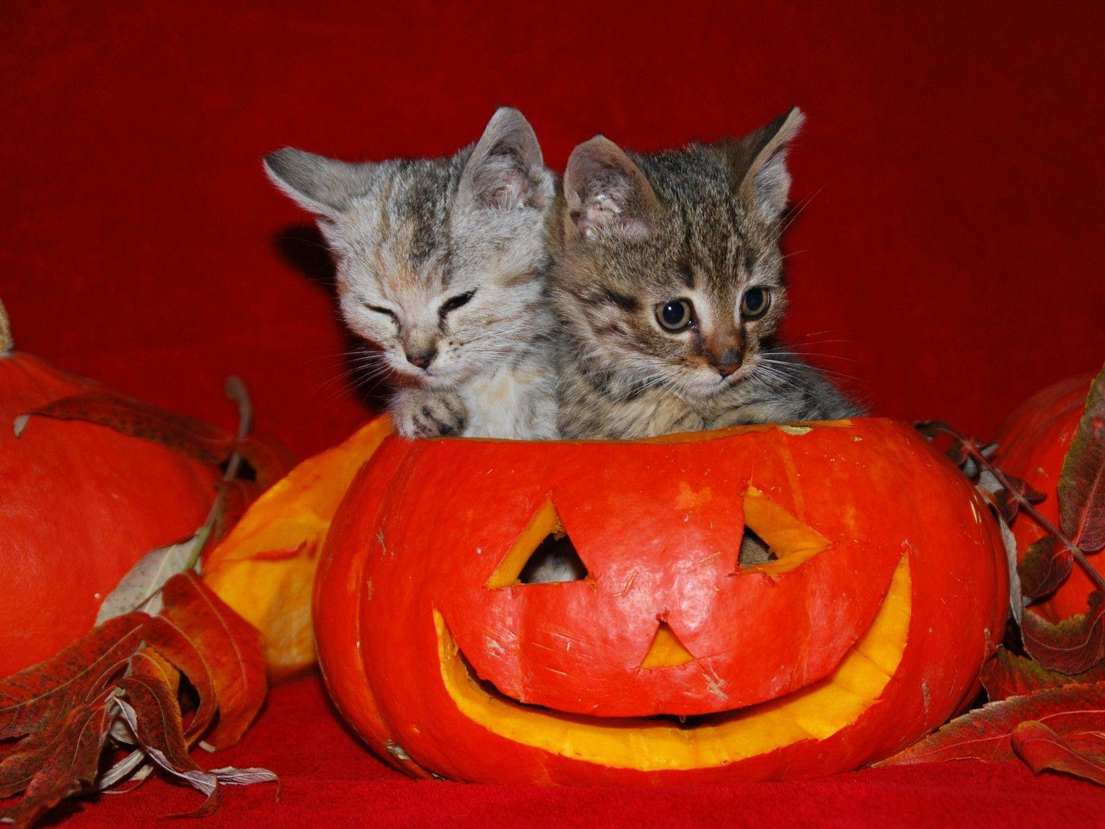 Cute Halloween Desktop Wallpapers  Wallpaper Cave