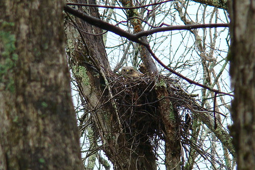 RSHA hawk nest