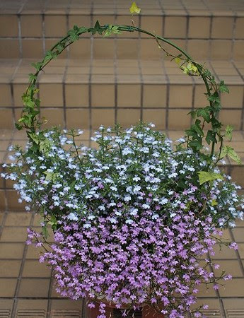 ２０１３年初夏から夏のコンテナ寄せ植え