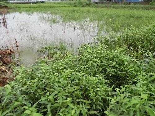 田んぼの水草巡り アクアルバム