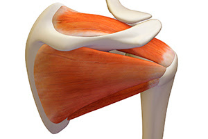 Your Rotator Cuff