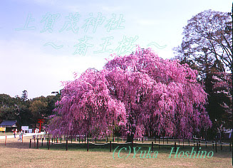 上賀茂神社の斎王桜 京都 桜の写真集 Kyoto Sakura Photo
