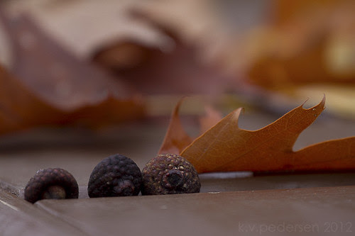 acorn caps