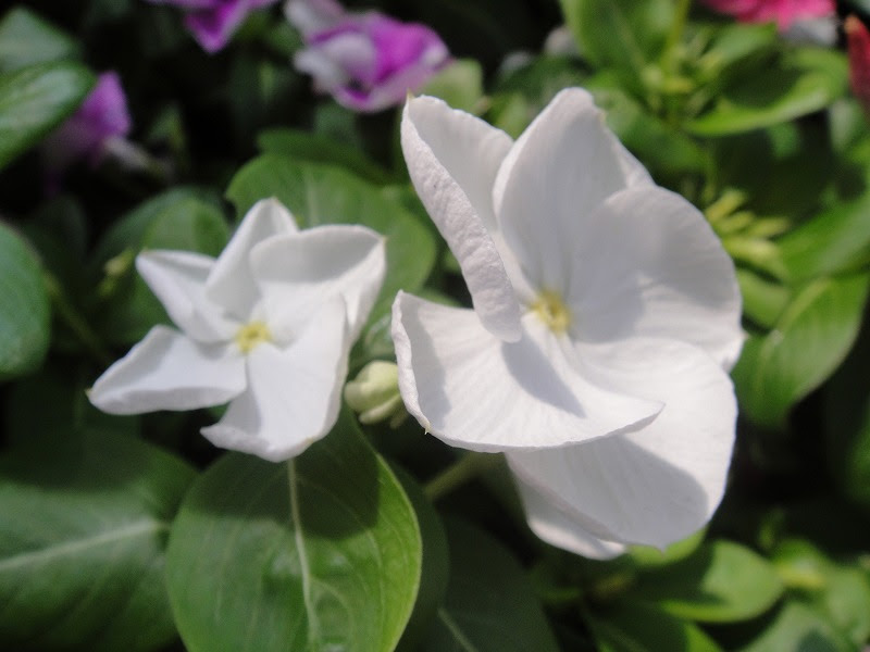 花弁 ５枚 野の花図鑑