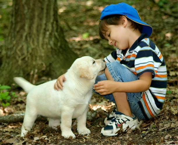 Image Result For Golden Retriever Vs Labrador Puppies