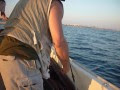 Video СЕВАСТОПОЛЬСКАЯ РЫБАЛКА 20 08 2013
