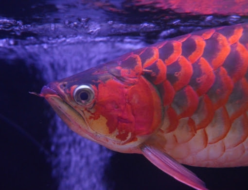 ザントップ家の日常 目垂れ状況と鱒釣りと新魚
