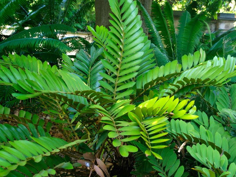 GardensOnline: Zamia furfuracea
