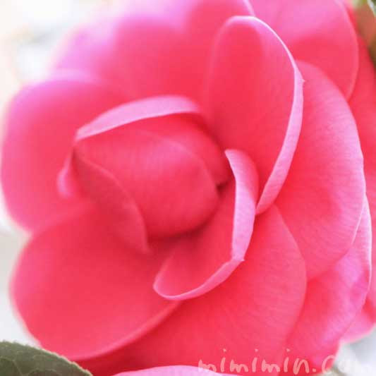 ツバキ 千重咲き椿 乙女椿 花の写真 花言葉 みみみんブログ