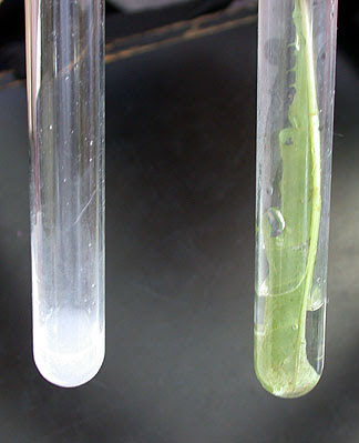 光合成で使われる気体 二酸化炭素 １年理科 生物 Takaの授業記録02