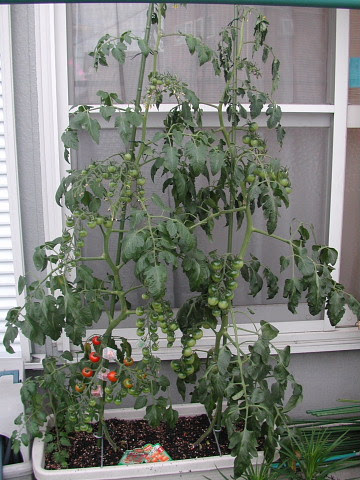 ミニトマトの栽培日記 主夫のおすすめ