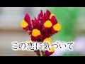 √画像をダウンロード 片思い 花言葉 130918-片思い 花言葉 漢字