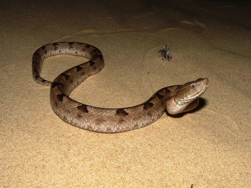 Resultado de imagem para Malayan pit viper