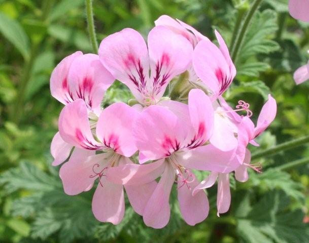 スイートミモザゼラニウム 私の植物日記 何でもおいでの小庭より