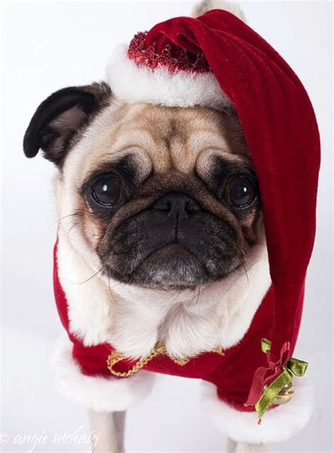 These are my wishes for you, merry … Christmas Pugs (45 pics)