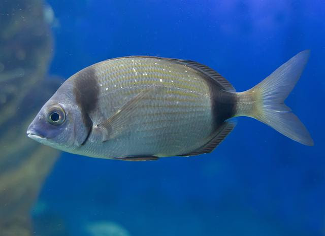 diplodus vulgaris ile ilgili gÃ¶rsel sonucu
