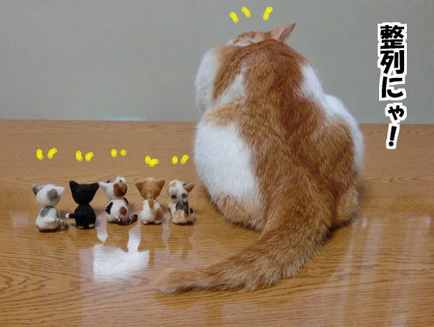 猫の後ろ姿 Photo Sharing Photozou