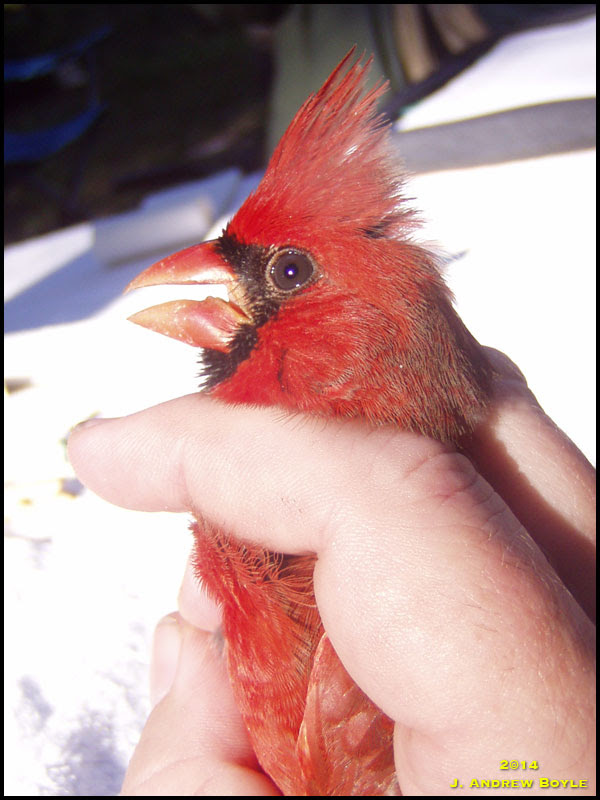 Northern Cardinal