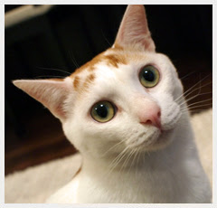 当店の猫 神奈川県厚木市 猫と一緒に過ごせるカフェ ネコカフェ 猫助