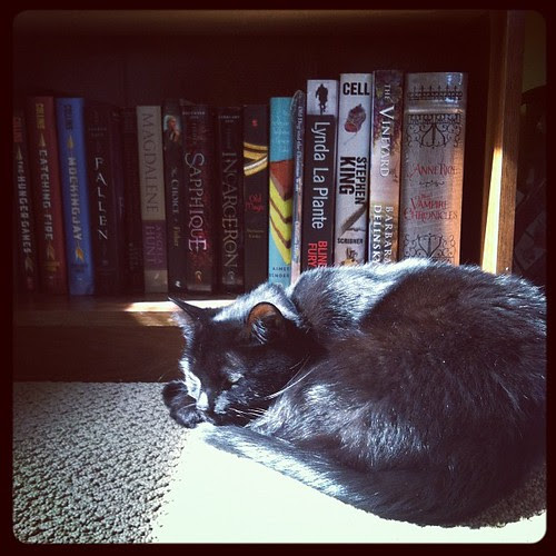 Sleeping in a patch of sunshine.