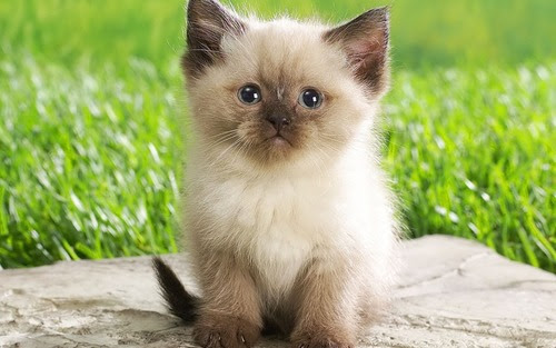 Dont Miss Out on These Fascinating Meanings of Cat Action