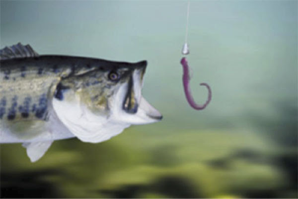Live Worm Fishing Tips for Every Angler Live Worm Bait